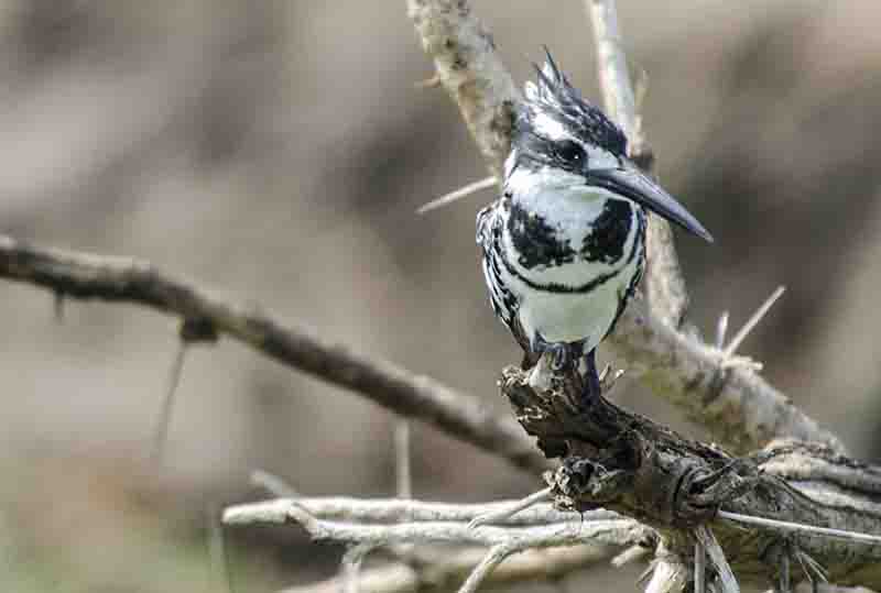 Martin Pescador o Pied Kingfisher - parque nacional de Queen Elizabeth - Uganda 1.jpg